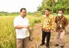 Genjot Produksi Beras di Papua, Kementan Tekankan Kemandirian Benih
