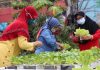 Bercocok Tanam, Poktan Hijau Lestari Gunakan Metode Hidroponik