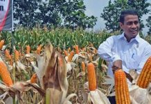 Program Diversitifikasi Pangan Oleh Mentan Dinilai Cukup Optimal
