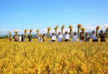Bupati Purbalingga : Bulog Diminta Serap Hasil Panen Raya Padi