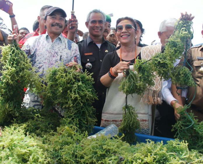 Menteri Kelautan memantau panen rumput laut