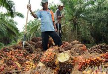 Pemerintah Undang Akademisi Dunia Lihat Tata Kelola Sawit RI