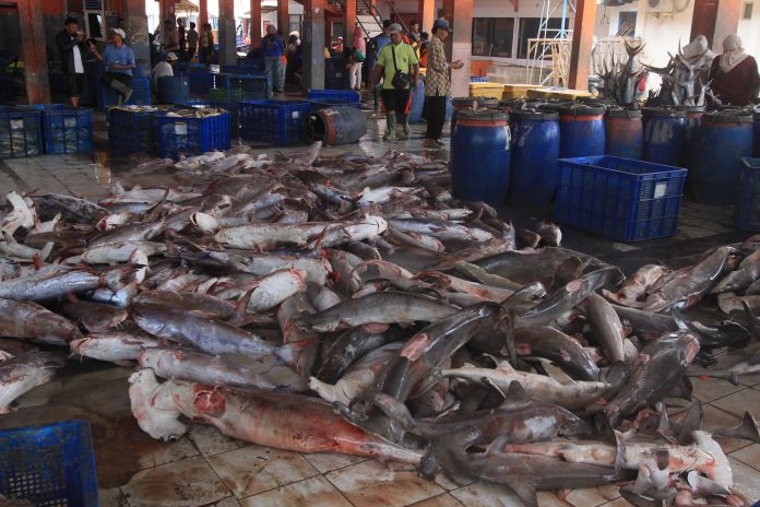 Ikan hiu hasil tangkapan nelayan yang akan dilelang di tempat Pelelangan Ikan Karangsong, Indramayu, Jawa Barat