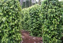 Dua Kepengurusan BP3L, Ekportir Lada Bingung