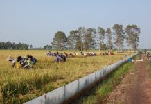 Terancam Banjir Petani Bojonegoro Panen Dini