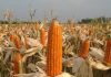 Produksi Jagung Meningkat, Petani NTT Apresiasi Bantuan Kementan