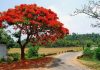 NTT Akan Mengembangkan Wisata Flamboyan