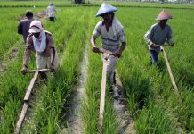 Pemkab Karawang Tarik Investor Sektor Pertanian