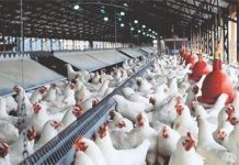 Perusahaan Tabrak Aturan, Satgas Pangan Dorong PPNS Lakukan Penegakan Hukum