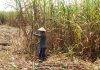 Bulog Siap Serap Gula Petani Bila Ditugaskan