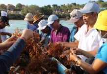 Bangkitkan Kejayaan Rumput Laut, Penkab Klungkung Lakukan Demplot