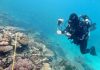 Terumbu Karang Rusak, Lokasi Wisata The Beach Thailand Ditutup 4 Bulan
