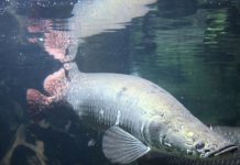 Menteri Susi Minta Masuknya Ikan Arapaima Agar Diawasi
