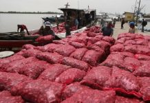 Waspadai Peredaran Bawang Bombai Yang Menyerupai Bawang Merah