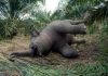 Gajah Mati, Kementerian KLHK Lakukan Penyelidikan