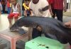 Ikan Arapaima Yang Ditemukan Warga Sebaiknya Jangan Dilepas Kembali