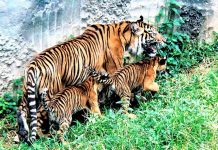 Karyawan Kawasan Konservasi di Lampung Tewas Diserang Harimau