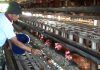 Harga Pakan Ayam Pemicu Tingginya Harga Telur Saat ini