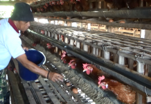 Harga Pakan Ayam Pemicu Tingginya Harga Telur Saat ini