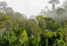 KLHK Beri Ijin Garap Hutan lindung Untuk Pertanian 11 Ribu Hektar