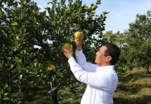 Kementan Berikan Benih Jeruk Keprok Unggul untuk Petani di Jawa Timur