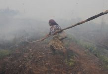 Enam Provinsi Tetapkan status Siaga Bencana Asap Karhutla