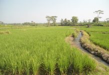 Kemarau, Sistem Pengairan di Jabar Digilir