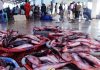 KKP Minta Pelaku Usaha Laporkan Produksi Ikan Secara Jujur