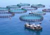 Qatar Siap Ivestasi Aquaculture di Indonesia