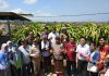 Minati Buah Naga Indonesia, Karantina Cina Lakukan Ini di Denpasar