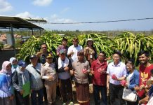 Minati Buah Naga Indonesia, Karantina Cina Lakukan Ini di Denpasar