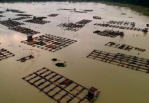 Tercemar Limbah Tambang, Bibit dan Induk Ikan Nila Di BBI Koba Mati