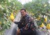 Petani Muda Kembangkan Pertanian Modern di Pinggir Bandara Soetta