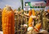 Panen Raya Jagung, Petani di Mojokerto Nikmati Harga Tinggi