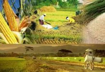 Permudah Distribusi, Pemerintah Perlu Buat Roadmap Pangan
