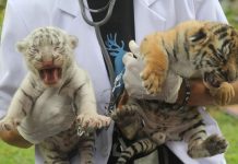 Perkawinan Gadis dan Monang Lahirkan Dua Anak Harimau di BNWS