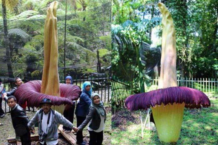 bunga-bangkai-raksasa-mekar-sempurna-di-kebun-raya-cibodas-1603112_3x2