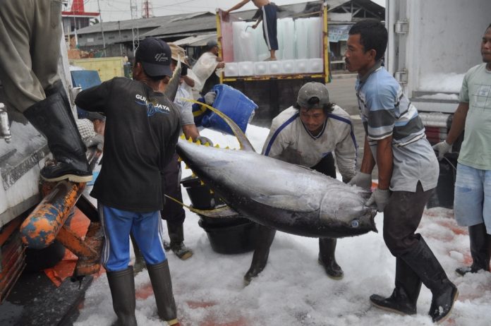 large-tuna-kuning-446b9dd12831d1f222242eabe0f218d7