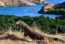 Pemprov NTT Anggarkan 100 Miliar untuk Pembangunan TN Komodo