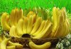 Ini Mamfaat Makan Pisang Bagi Orang yang Olahraga
