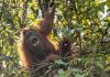 Belajar dari Cinta Orang Utan pada Tanjung Puting