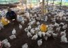 Pengusaha: Penurunan Harga Ayam Akibat Daya Beli Kurang