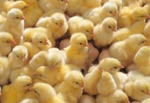 Toko Kebutuhan Ternak Ayam Rugi Hingga Miliaran