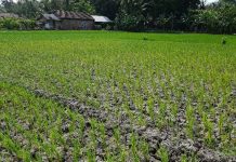 Ratusan Hektar Lahan Pertanian di NTT Terancam Gagal Panen