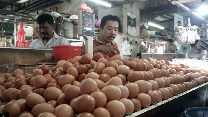 image_25_telur bjn