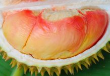 Neraca Perdagangan Durian Surplus