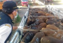 Modus Pinjam Sertifikat Karantina Hewan, 31 Sapi Asal Bali Diamankan