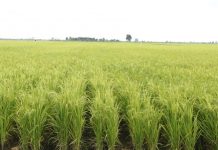 DPR dan Kementan Sepakat Subsidi Pertanian