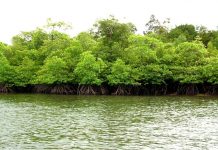 PHE ONWJ Kembangkan Ekowisata Mangrove di Karawang