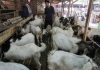 Jelang Idul Adha, Permintaan Kambing di Jateng Melonjak